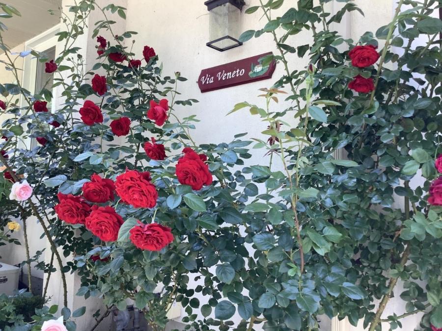 לינה וארוחת בוקר ניאגרה און דה לייק Via Veneto - Old Town מראה חיצוני תמונה